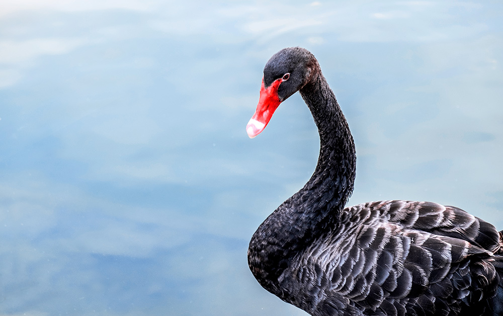 Black swan